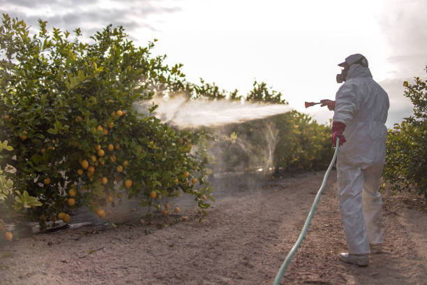 Wasp Removal Services in La Plata, NM