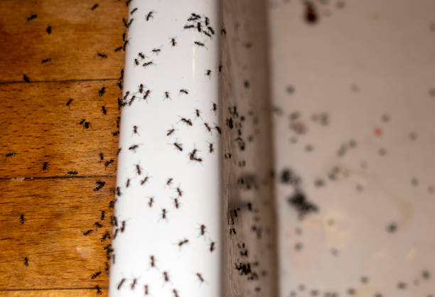 Wildlife Control Services in La Plata, NM