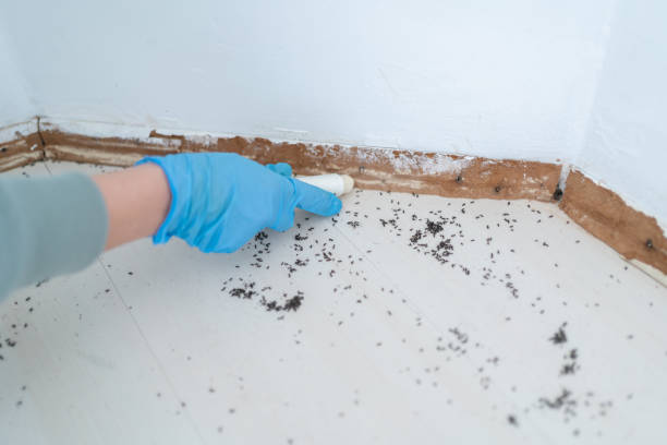 Best Flea Control Services  in La Plata, NM